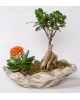 Dekoratif Saksıda Ficus Gingsey Bonsai ve Kalanchoe